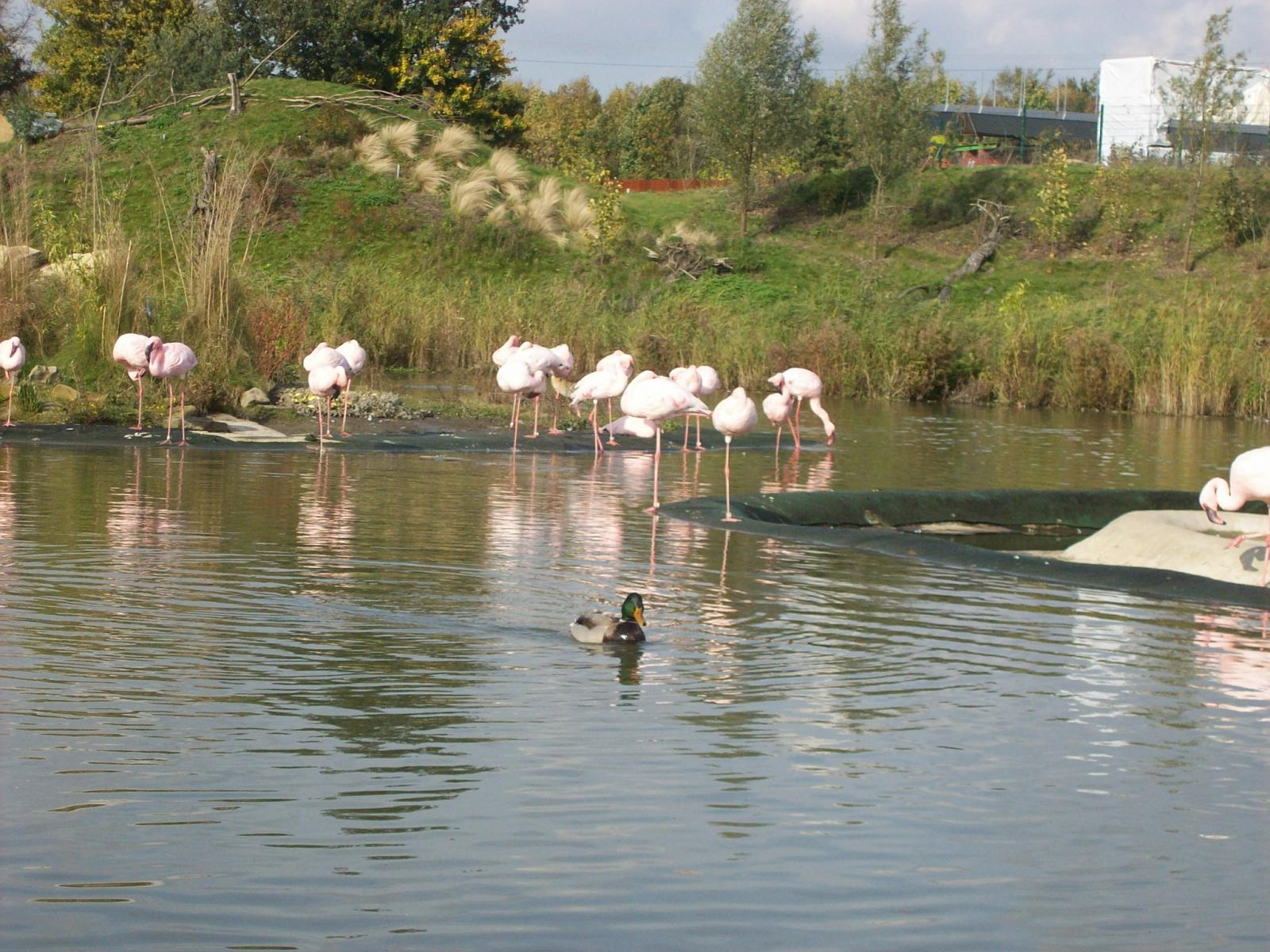 Zoom 18.10.2008-145.jpg